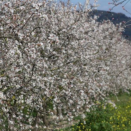 078 Finca Sa Rota Vt1953 By Mallorca Charme أرياني المظهر الخارجي الصورة