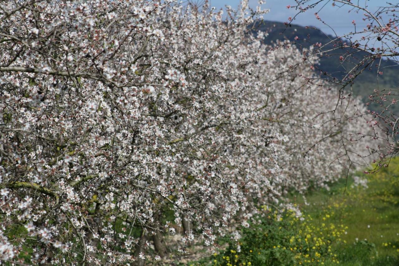 078 Finca Sa Rota Vt1953 By Mallorca Charme أرياني المظهر الخارجي الصورة